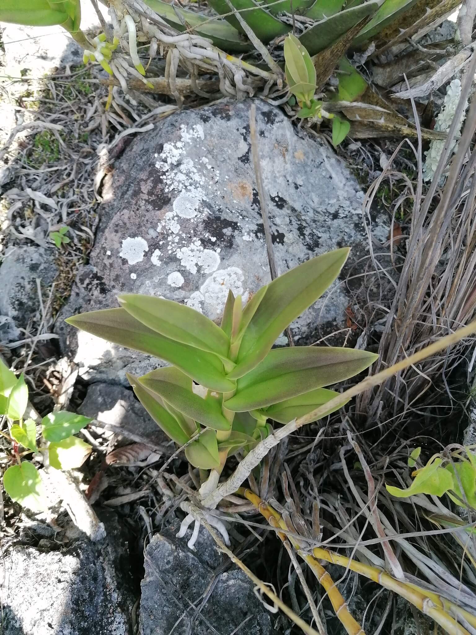 Barkeria vanneriana